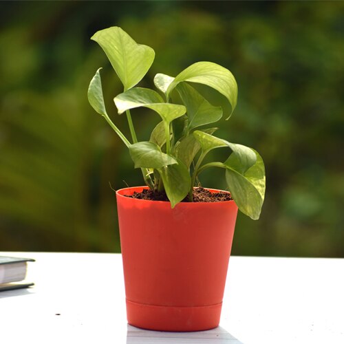 Good Luck Money Plant Variegated With Self Watering Pot